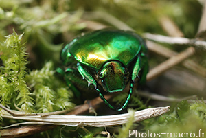 Cetonia aurata